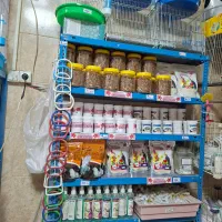 پرنده ...|پرنده|قم, نیروگاه|دیوار