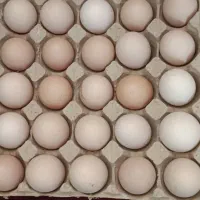 تخم مرغ برهما نطفه دار