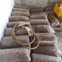 سیس (خرمای بدون هسته)