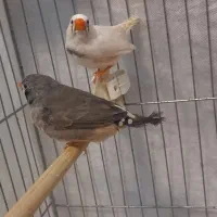 فنچ زیبا سالم|پرنده|تهران, فردوس|دیوار