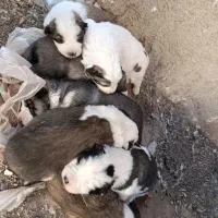 چهار عدد توله فروشی