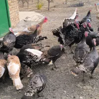 تعدادی بوقلمون طبیعی|حیوانات مزرعه|اهر, |دیوار