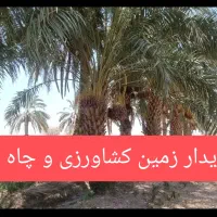 زمین کشاورزی  هرس نخل