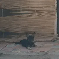 گمشده سگ گرگی|حیوانات|تربت جام, بیست متری منبع آب|دیوار