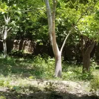 باغچه باغ  250متری|فروش دفتر صنعتی، کشاورزی، تجاری|باغ بهادران, |دیوار