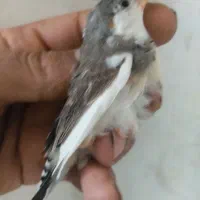 فنچ کاکلی وپنگوعنی وبیکاکل وکینگ