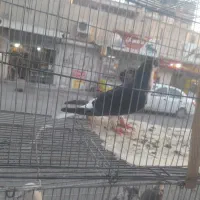 بار جدید رنگی وتهرانی