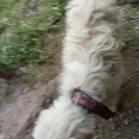 فروش سگ پا کوتاه