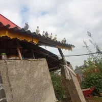 کبوتر