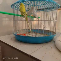 سه عدد مرغ عشق|پرنده|زاهدان, |دیوار