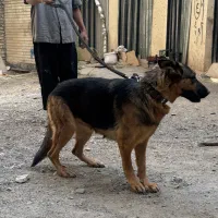 ماده ژرمن بالغ ۵ سال