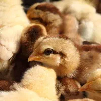 فروش عمده جوجه بومی دورگه مستقیم از کارخانه