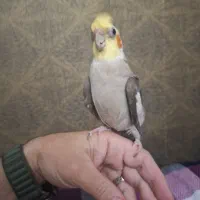 عروس هلندی ناز