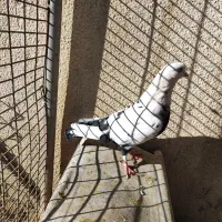 کفتر|پرنده|شیراز, گل سرخ|دیوار