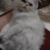 واگذاری گربه