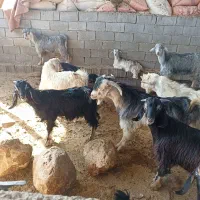 کهر نره ماده|حیوانات مزرعه|دوگنبدان, |دیوار