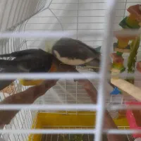 عروس هلندی گمشده