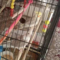 جفت عروس هلندی