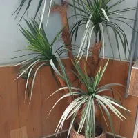 درختچه نخل زینتی