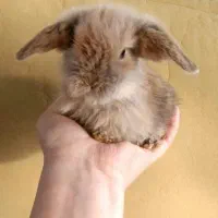 خرگوش لوپ پوزه فلت.چشم آبی. ۴۵ روزه