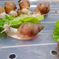 حلزون درمانی آچاتینا ترمیم کننده قوی پوست وجوانساز