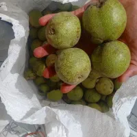 گردو/سفید/مغز/ارگانیک/عمده|خوردنی و آشامیدنی|رشت, کاکتوس|دیوار