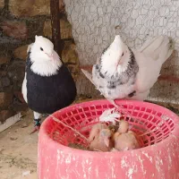طوقی واکسی الماسی