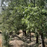 باغ-به-متراژ-1900-متر-حسین-اباد-ناظر-اراضی-ادگ