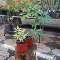 آگلونما، شمعدانی ،یوکا