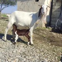 بز گلابی|حیوانات مزرعه|گنبد کاووس, |دیوار