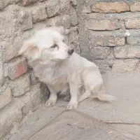 سگ پامرانین|سگ|بروجرد, |دیوار