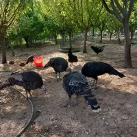 ۴عدد بوقلمون ماده