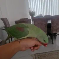 شاه طوطی رام و سخنگو
