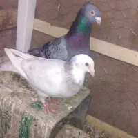 کبوتر جفتگاه