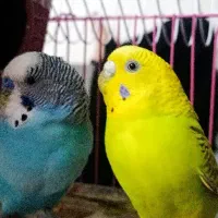 جفت مرغ عشق انگلیسی کاملا دستی از نسل سخنگو