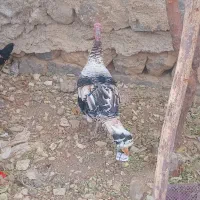 بوقلمون درجه یک|حیوانات مزرعه|کوهرنگ, |دیوار