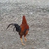 خروس چابهاری|حیوانات مزرعه|حور, |دیوار