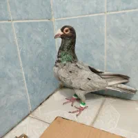 سار سبز نر ب ضمانت