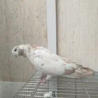 کبوتر نوک ریز