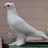 کبوتر رواعب سفید میخ کاکل پرپا بلند|پرنده|بهشهر, |دیوار