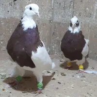 طوقی جفتی معاوضه