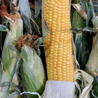 بلال تازه و خوشمزه + هایپر میوه گلچین|خوردنی و آشامیدنی|شاهدشهر, |دیوار