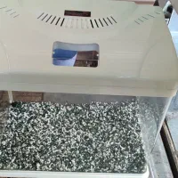 آکواریو ماهی