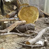 قطع کردن درخت برش درخت خرید درخت خریدچوب کندن درخت|خدمات باغبانی و درختکاری|مشهد, توس (بلوار توس)|دیوار