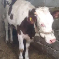 گوساله ماده