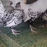ویاندوت ورورک بارلوندر برهما اورپینگتون|حیوانات مزرعه|اصفهان, ارغوانیه|دیوار