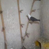 جوجه وجوونه وجفتگاهی خوشگل|پرنده|نیشابور, مدرس|دیوار