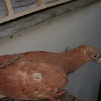 کبوتر بالغ و جوجه