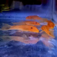 انواع کتفیش سوپر باله و باله کوتاه و شارک|ماهی|شیراز, گلشن|دیوار