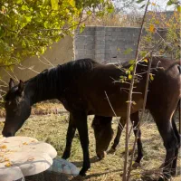 فروش اسب کرد و عرب|اسب و تجهیزات اسب‌سواری|ارومیه, |دیوار